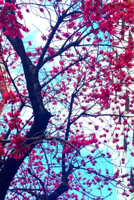 今日の一コマは「寒緋桜」