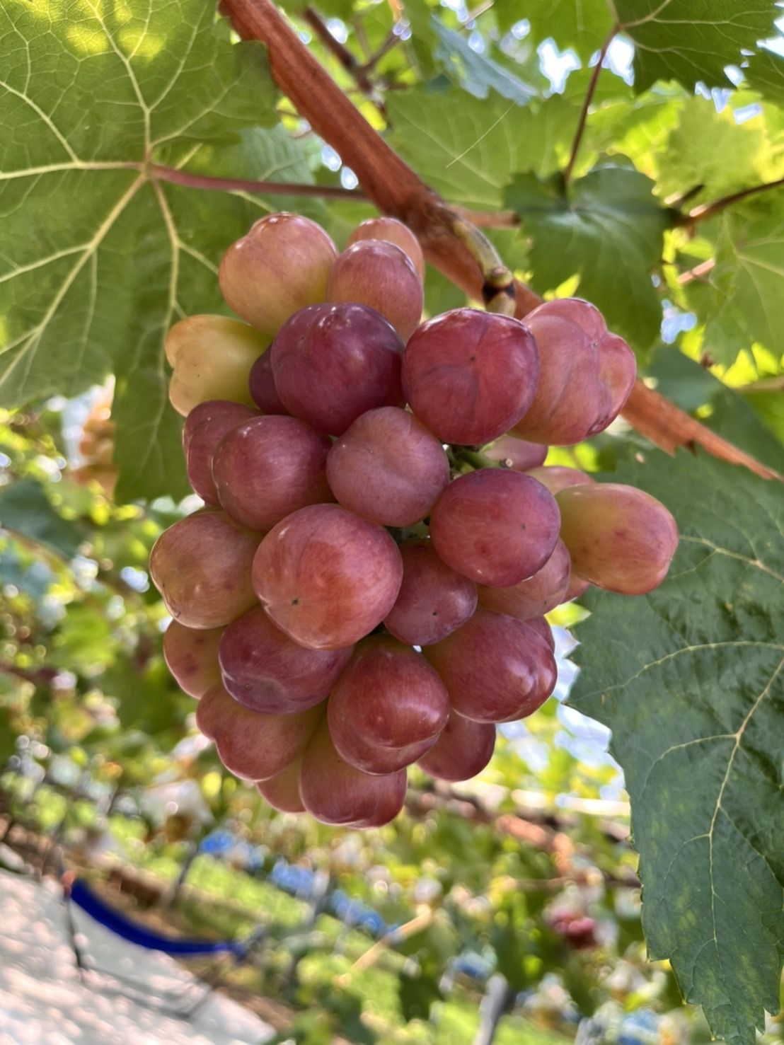 秋の味覚のハナシ。