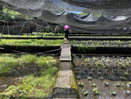 ラジオドラマ【Dear Japan～都留・わさびと湧き水～第3話】