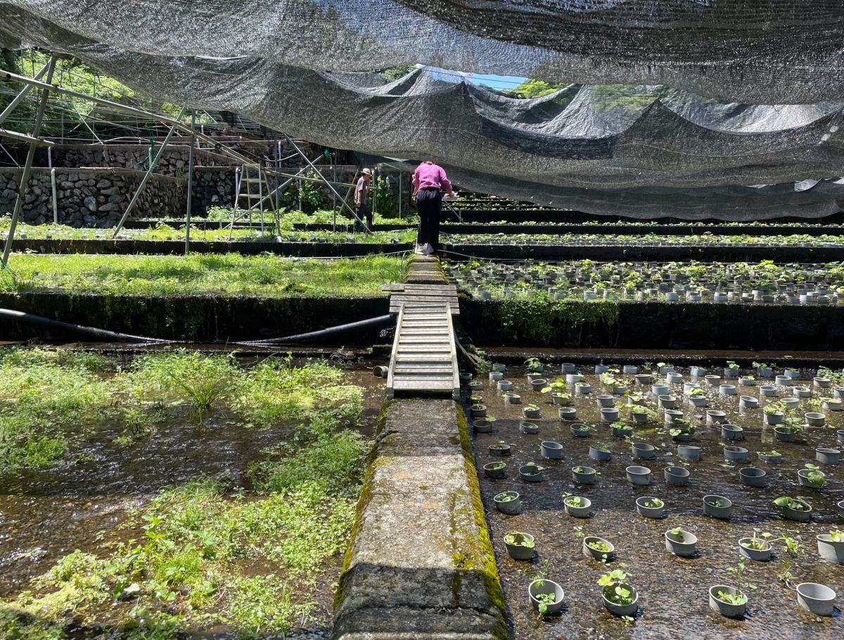 ラジオドラマ【Dear Japan～都留・わさびと湧き水～第3話】