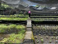 ラジオドラマ【Dear Japan～都留・わさびと湧き水～第3話】