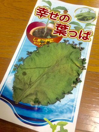 11月16日（月）担当：テット・ワダ