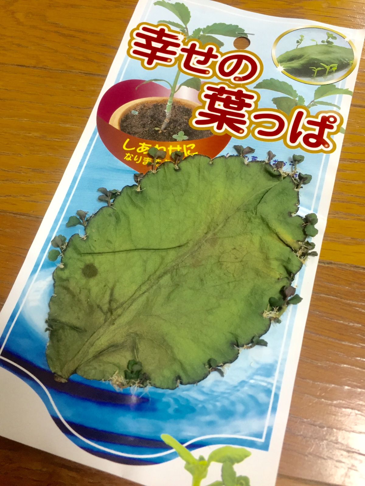 11月16日（月）担当：テット・ワダ