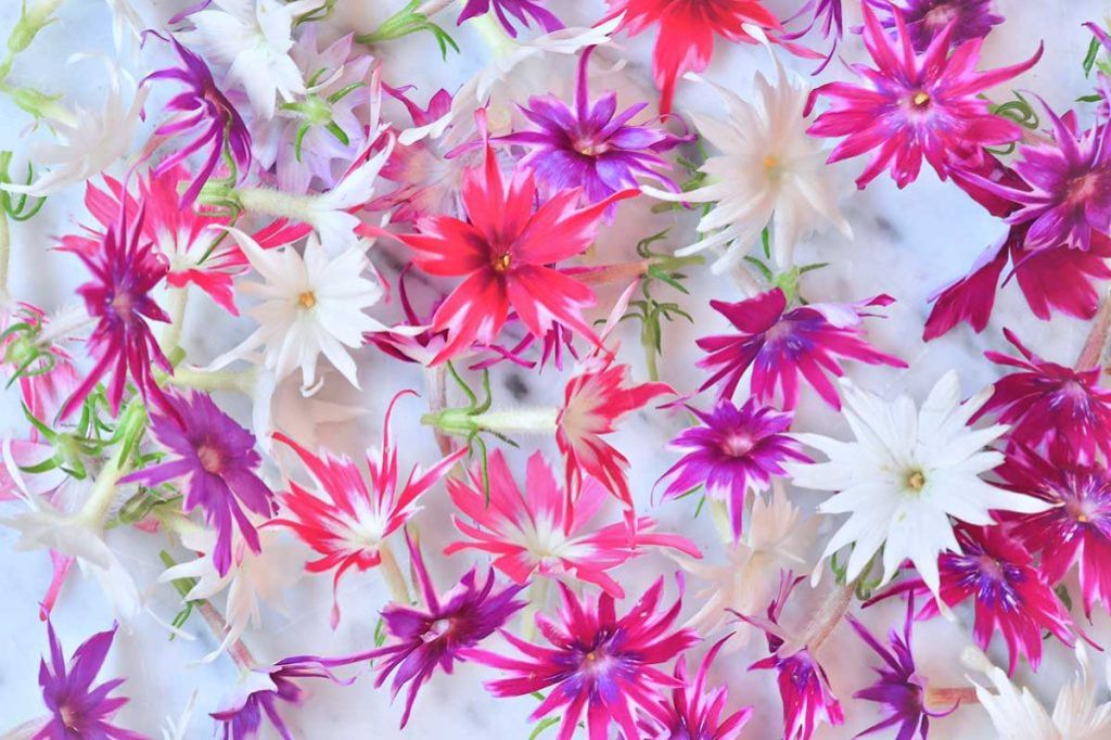 生花・ポップスター