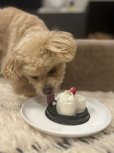 藤井悠のいただき！犬！