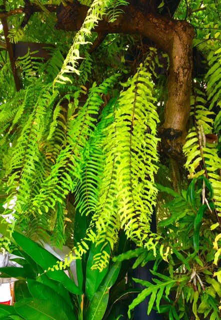 ２０１７年  夏   A week in Thailand