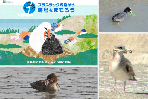 今週の『深掘り』プラスチック汚染から海鳥を守ろう