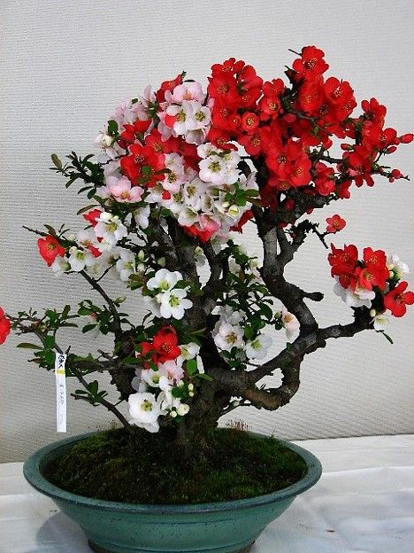 街フェス・オン・サンデー ！