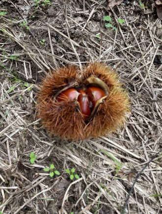 【Dear Japan～茨城県・笠間の栗～第4話(最終話)】