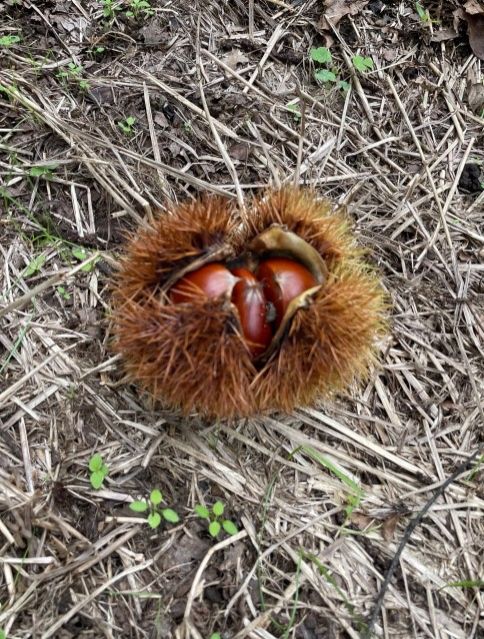 【Dear Japan～茨城県・笠間の栗～第4話(最終話)】