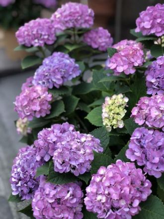 6月5日(火）  今日のメニューは？