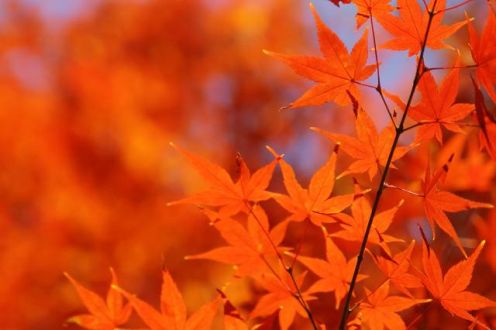 今日の音声コンテンツは、紅葉の思い出について！