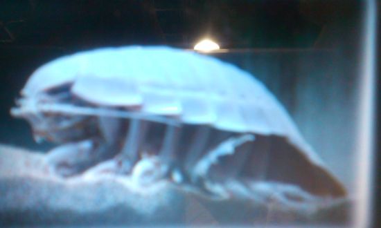 火曜日は、水族館で人気の「へんな生きもの」たち♪♪