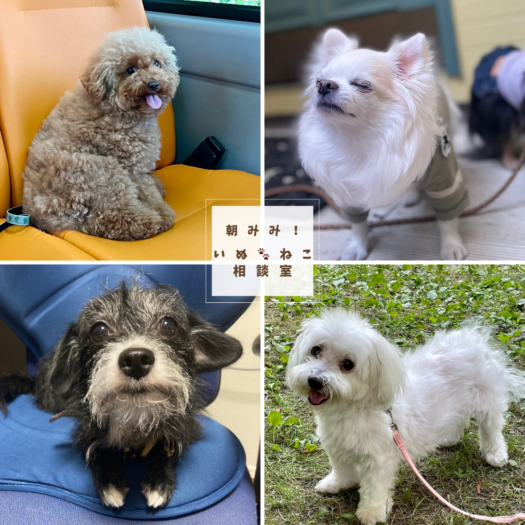 朝みみ！4/12　 テーマは、わんちゃんに絶対に食べさせてはいけない【果物】３選！！  ＊ドライフルーツ  ＊ぶどう（特に干し葡萄）　  ＊そして、プルーン（生でも乾燥でも）！  その理由も先生に解説していただきます。  