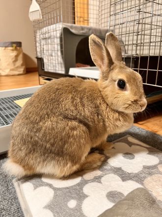 卯年もよろしくお願い致します。