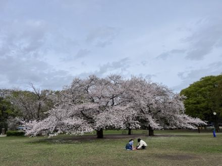 斉藤リョーツのいただき！桜！