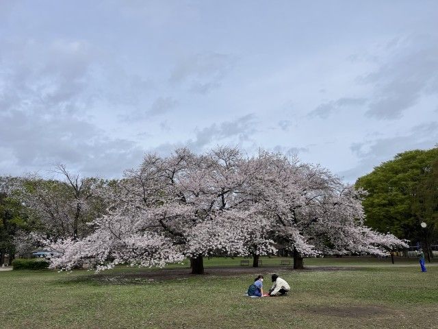 斉藤リョーツのいただき！桜！