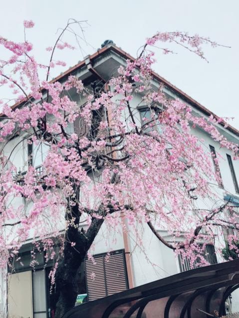 3月20日(火）  今日のメニューは？