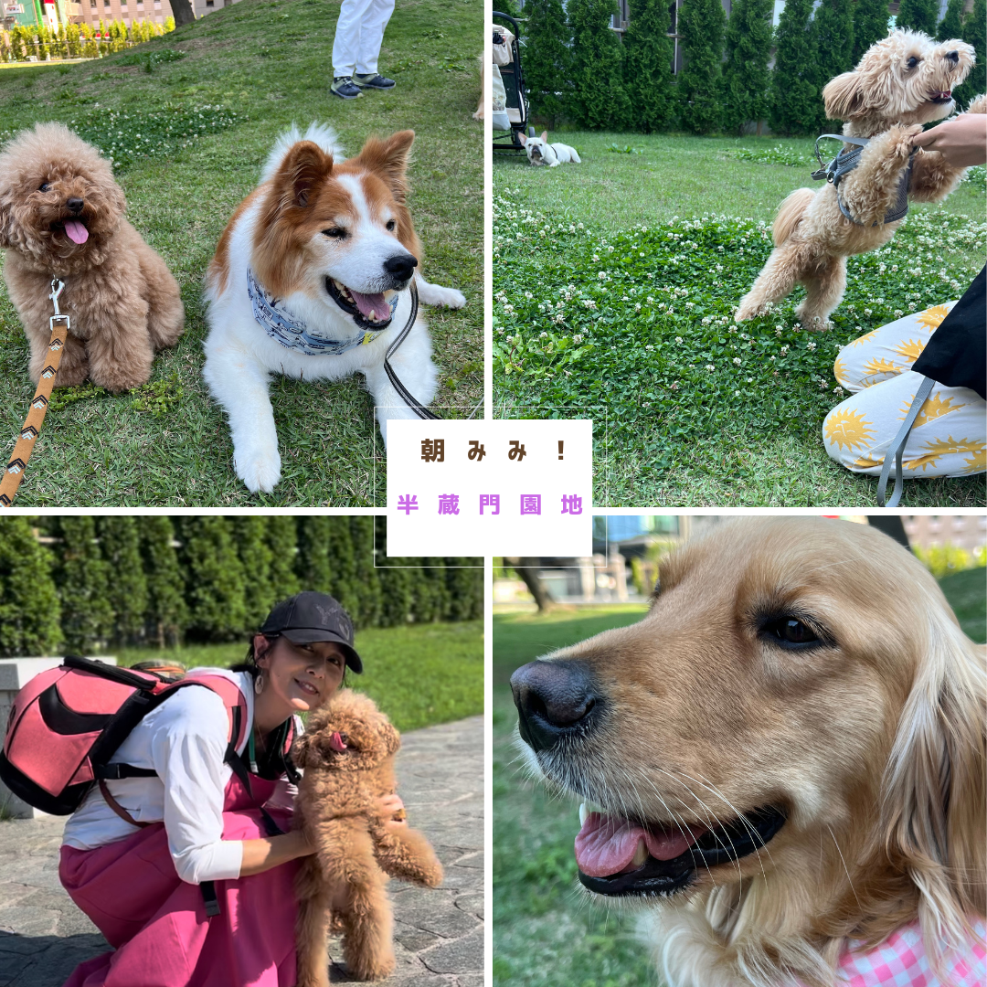 愛犬が熱中症にならないために！