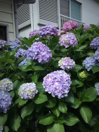 6月13日（火）  今日のメニューは？