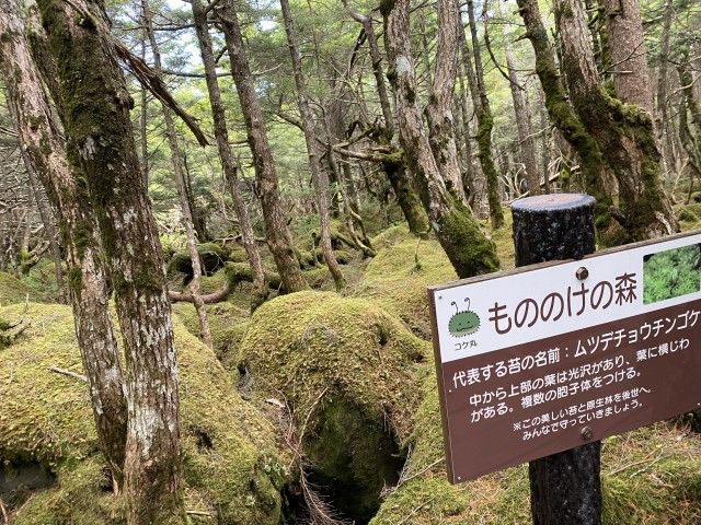 おじ散歩「苔の世界」