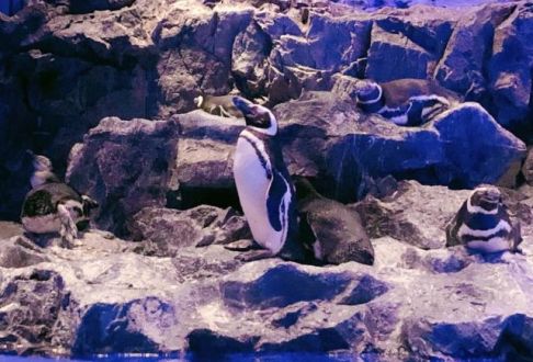 あなたの自己紹介の仕方は？？