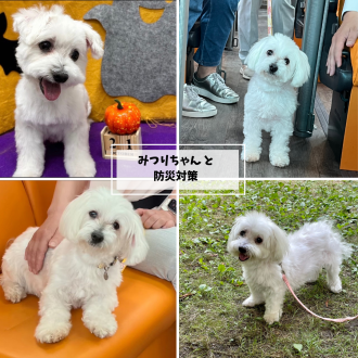 保護犬みつりです！怖がりですけど何か？家族と共にハッピーです。