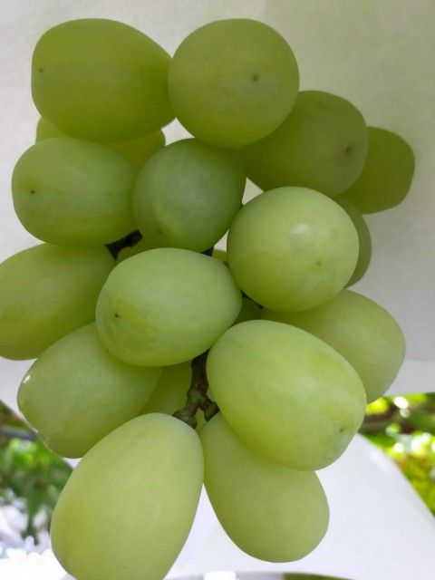 お宝ファイルNO.42　甘くて大きくてジューシー　だけど気難しい幻のブドウ　雄宝