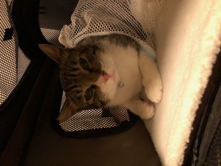 新しい家族が増えました！