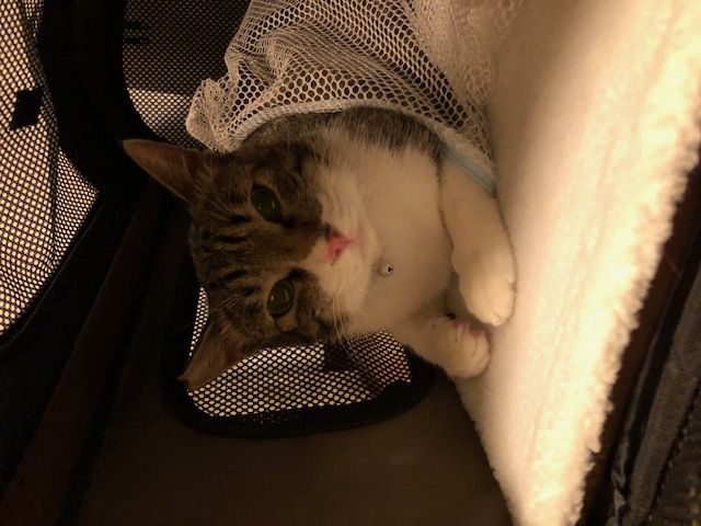 新しい家族が増えました！