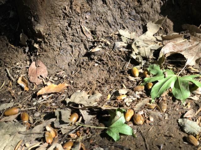 11月9日（月）　今日の1コマ