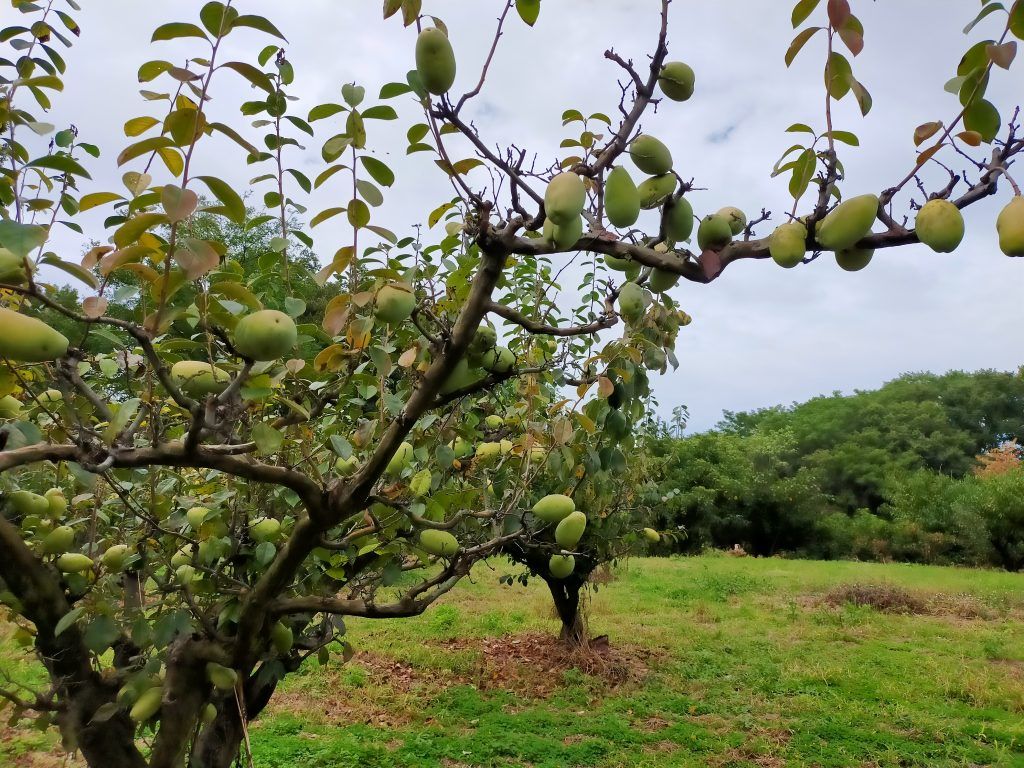 お宝ファイルNO.52　かりん