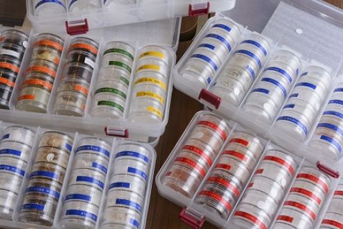 カワイイ塩の魅力に篠原ともえも「シオラー」宣言！？