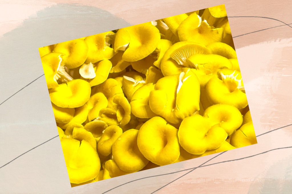 秋の味覚・きのこ特集！タモギタケ（北海道）