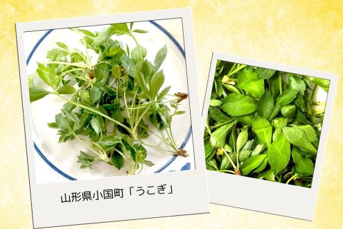 「緑を食べる」特集！ 今週は山形県小国町の「うこぎ」
