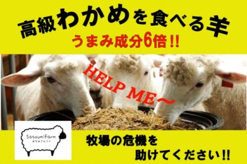 「震災をきっかけに生まれた南三陸わかめ羊を助けてください」