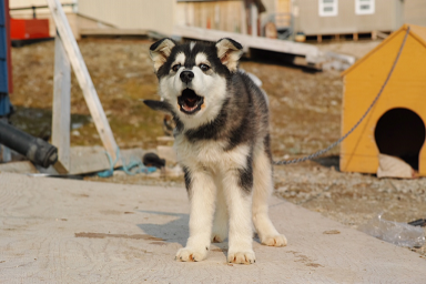 11月1日水曜オンプラ テーマは「犬」