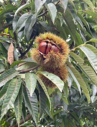 ラジオドラマ【Dear Japan～茨城県・笠間の栗～第1話】