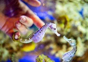 伊勢夫婦岩ふれあい水族館　伊勢シーパラダイス