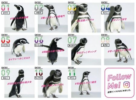 10月24日（水）ペンギンの世界でも投票！？「LOVE推しペン超選挙」