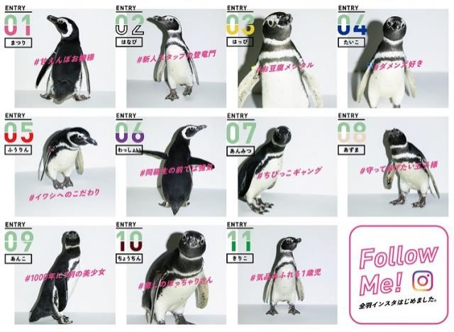 10月24日（水）ペンギンの世界でも投票！？「LOVE推しペン超選挙」