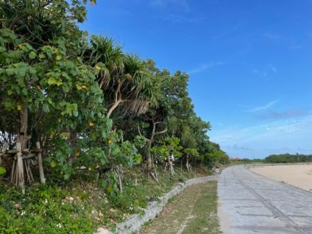 ラジオドラマ【Dear Japan～沖縄～第四話(沖縄のお豆腐)】