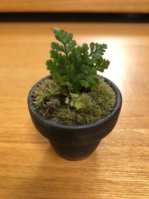 市川さんの癒し『ミニ盆栽』