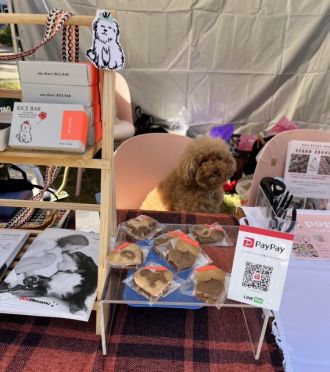 保護猫・保護犬が妊娠していたとしたらどうする？