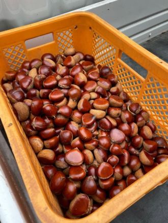 【Dear Japan～茨城県・笠間の栗～第1話】