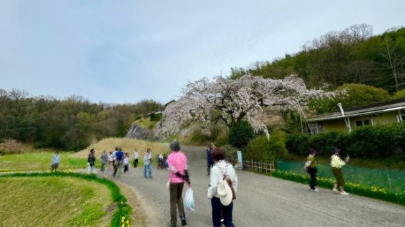 第106回「綾川町の名所！”堀池のしだれ桜”?」2024.4.2OA