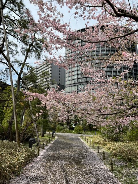 藤井悠のいただき！桜！
