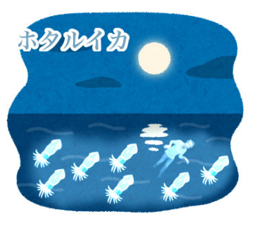 ホタルイカ