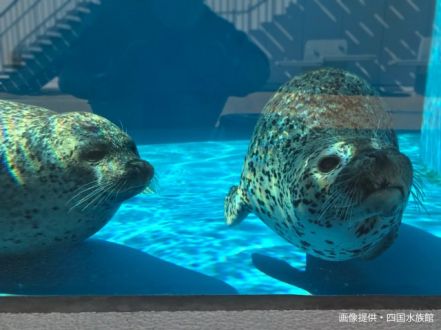 第4回「つやつやでくりくりの瞳に・・・ずっきゅん