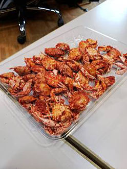 カリナとゾノのポロリしちゃうよ〜！#20